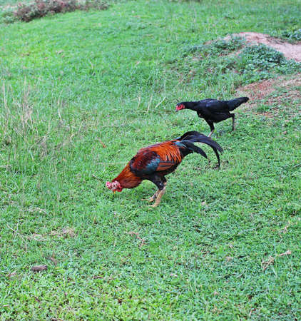 Gamecockの写真素材