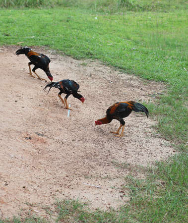chickens eating.の写真素材