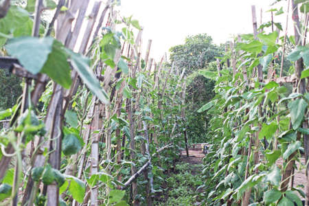 cowpea