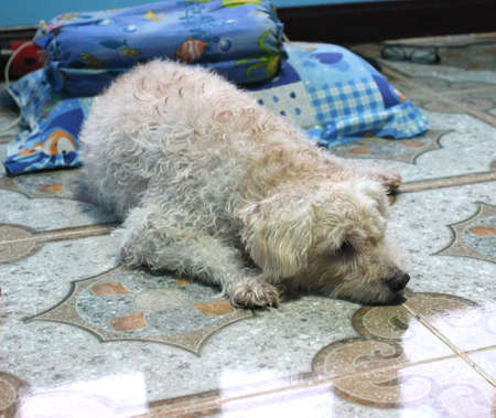 Dog Poodle being sleep depressingly.の写真素材