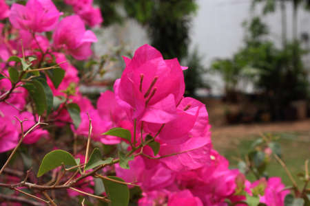 Paper Flower is pink bright color.