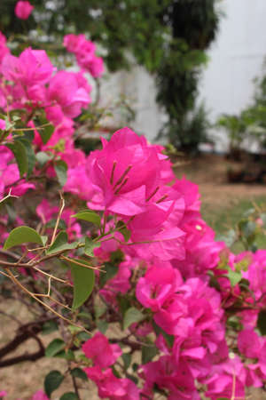 Paper Flower is pink color.の写真素材