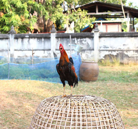fighting cock is crow.の写真素材