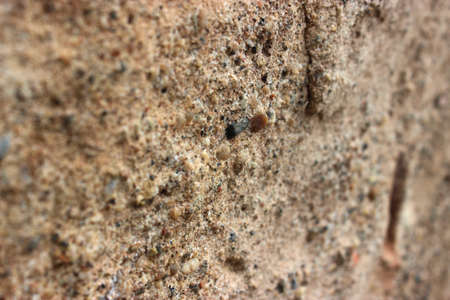 Sandstone textures background.の写真素材