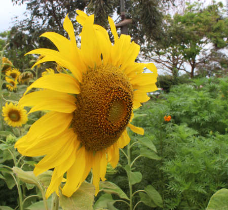 Sunflowerの写真素材