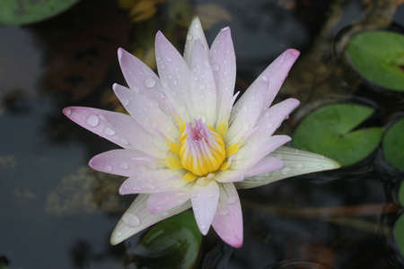 Lotus flower is blossom.の写真素材