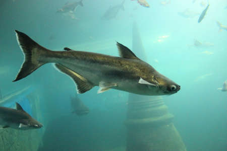 Big fish is underwater.の写真素材