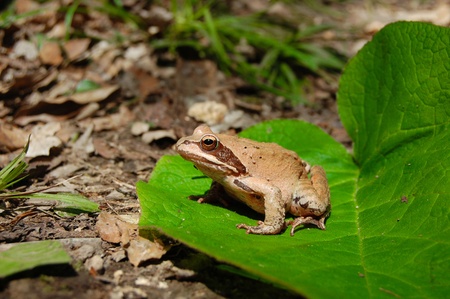 the frog is siting in the big green leaf among brown dry up leaf