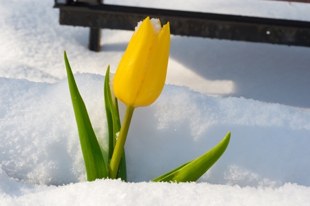only beautiful yellow flower with green leafs on the white snowの写真素材