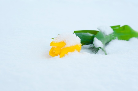 only beautiful yellow flower with green leafs on the white snowの写真素材