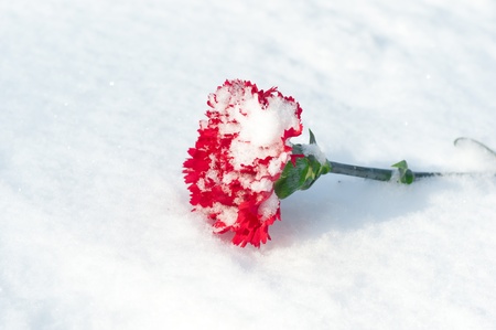 only beautiful red flower with green leafs on the white snowの写真素材