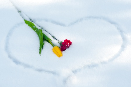 two beautiful flowers on the white snow of heartの写真素材