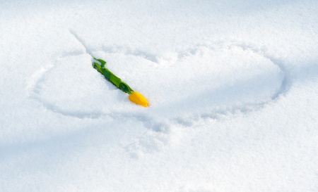 only beautiful yellow flower with green leafs on the white snow of heartの写真素材