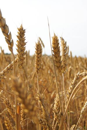 some cones of wheat in a huge field close upの写真素材