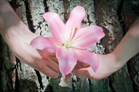 two hands against a bark of a tree hold one flower of a pink lilyの写真素材