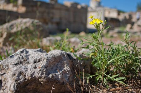 small yellow wild flowers among big stones