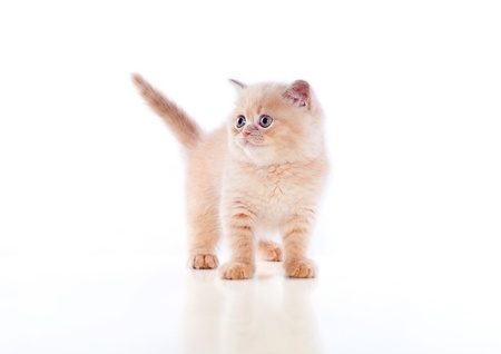 small plush red kitten of exotic breed on a white background