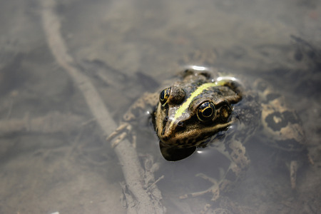 frog with a bright color under the hot sun at a bogの写真素材