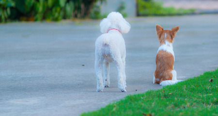 Dogs