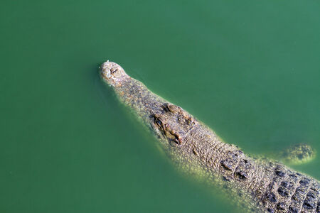 crocodileの写真素材