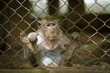 monkey