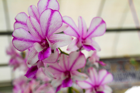 Beauty Orchidの写真素材