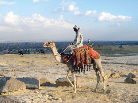Riding bedouin. Camel in Egyptian desert near Pyramides.