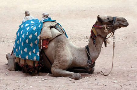Camel on the Sandの写真素材