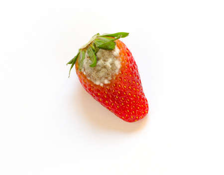 Rotten Strawberry on white backgroundの写真素材