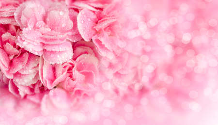 Pink flowers with dew drops on blur backgroundの写真素材