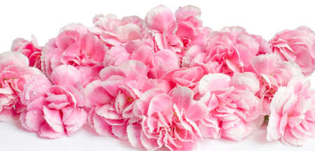 Pink flower on white backgroundの写真素材