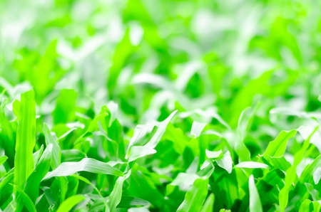 Nature background with green grassの写真素材