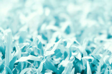 Cool blue background  winter toneの写真素材