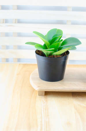 Small green plant at black flowerpot on wooden table with copy spaceの写真素材