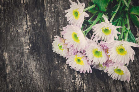 Bunch of White Chrysanthemum flowers on wooden table with vintage and vignette toneの写真素材