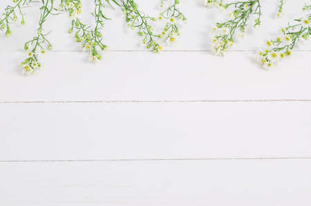 Top view of small daisy flowers on white wooden backgroundの写真素材