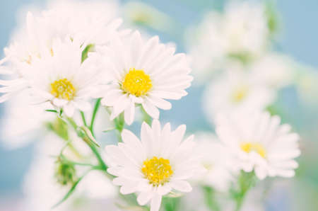 Close up of white daisy flowers on blue sky background with soft vintage toneの写真素材