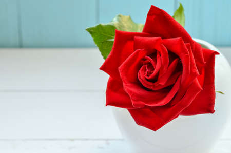 Close up of beautiful red rose flower in vase on blue and white wooden background