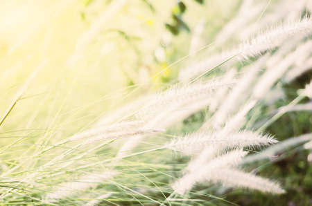 Close up of Flowers field background with vintage tone and sunset lightの写真素材