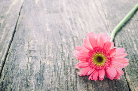 Pink Gerbera daisy flower on wooden table with vintage toneの写真素材