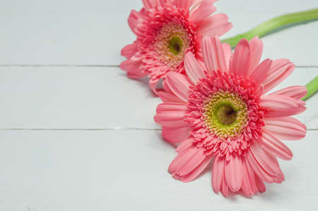 Pink Gerbera daisy flowers on white wooden table with vintage toneの写真素材