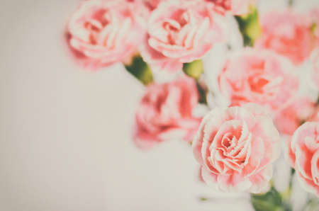 Pink Carnation flowers on white background with vintage and vignette toneの写真素材