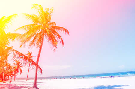 Coconut tree at ocean sandy beach with vintage and retro lightの写真素材