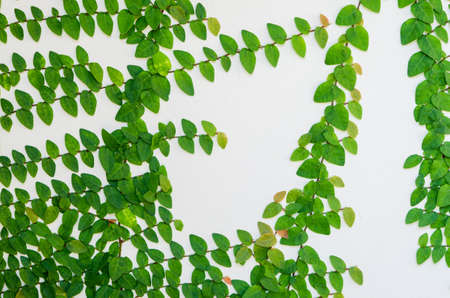 Green Ivy leaves on white wall background