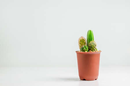 Small cactus at brown flowerpot on white background, different size of cactusの写真素材