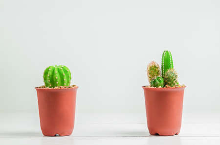 Small cactus at brown flowerpot on white background, different size of cactusの写真素材