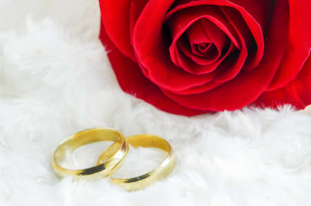 Close up of couple golden rings with red rose flower on white fur fabric backgroundの写真素材