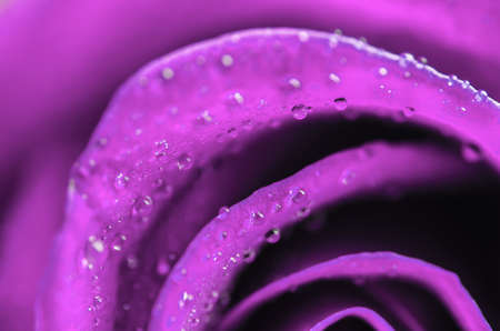 Close up of violet rose flower with water dropsの写真素材