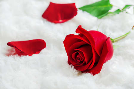Close up of red rose flower with petals on white fur background - Valentine's roseの写真素材
