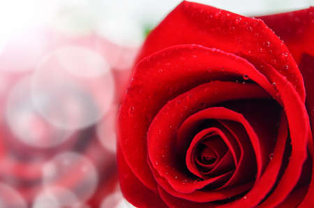 Close up of red rose flower with water drops, Valentine's rosesの写真素材